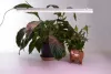 Светильник для растений  41354 - фото в интерьере (миниатюра)